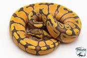 Python royal - Python regius Enchi Hypo 