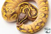 Python royal - Python Regius Enchi Pastave Yellow Belly