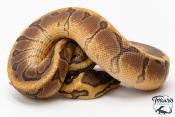 Python royal - Python regius Enchi Pinstripe Yellow Belly
