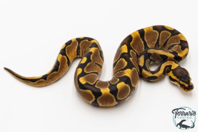 Python royal - Python regius Enchi Yellow Belly