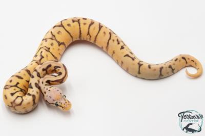 Python royal - Python regius Killer Bee