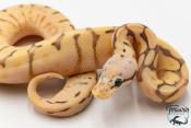 Python royal - Python regius Killer Bee Orange Dream