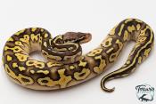 Python royal - Python regius Lesser Pastel Yellow Belly