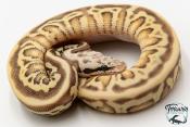 Python royal - Python regius Enchi firefly Leopard