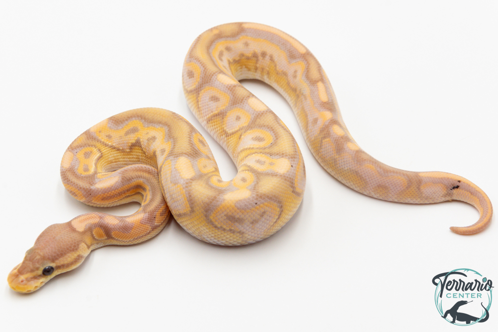Python royal - Python regius Banana Cinnamon Paradoxe