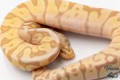 Python royal - Python regius Banana Pastel Woma