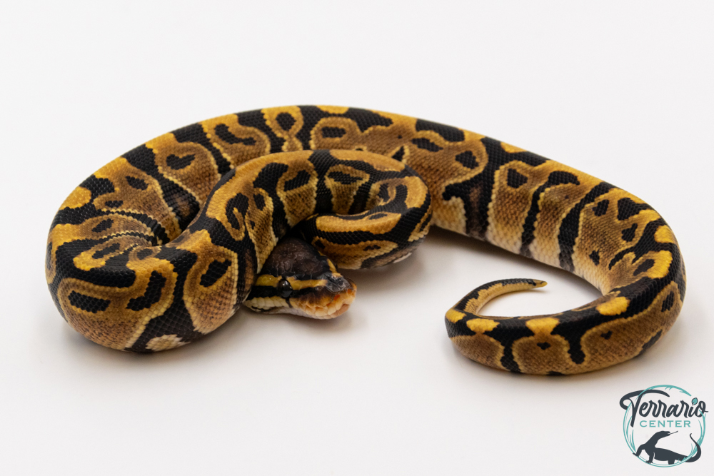 Python royal - Python regius Yellow Belly het Clown