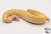 Python royal - Python regius Highway Lemon Blast