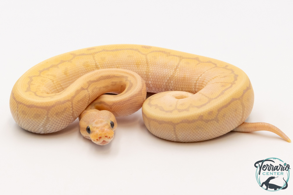 Python royal - Python regius Banana Pinstripe