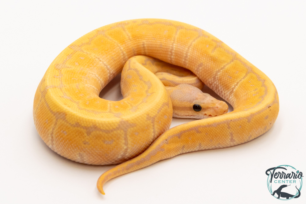 Python royal - Python regius Banana Pinstripe