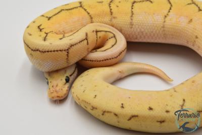 Python royal - Python regius Spinner Blast Yellow Belly