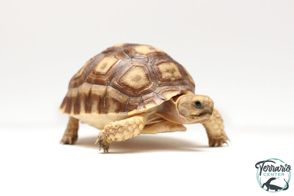 Centrochelys sulcata 5cm - Tortue sillonnée