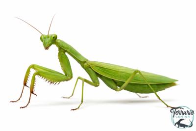Sphodromantis Aurea - Mante africaine verte