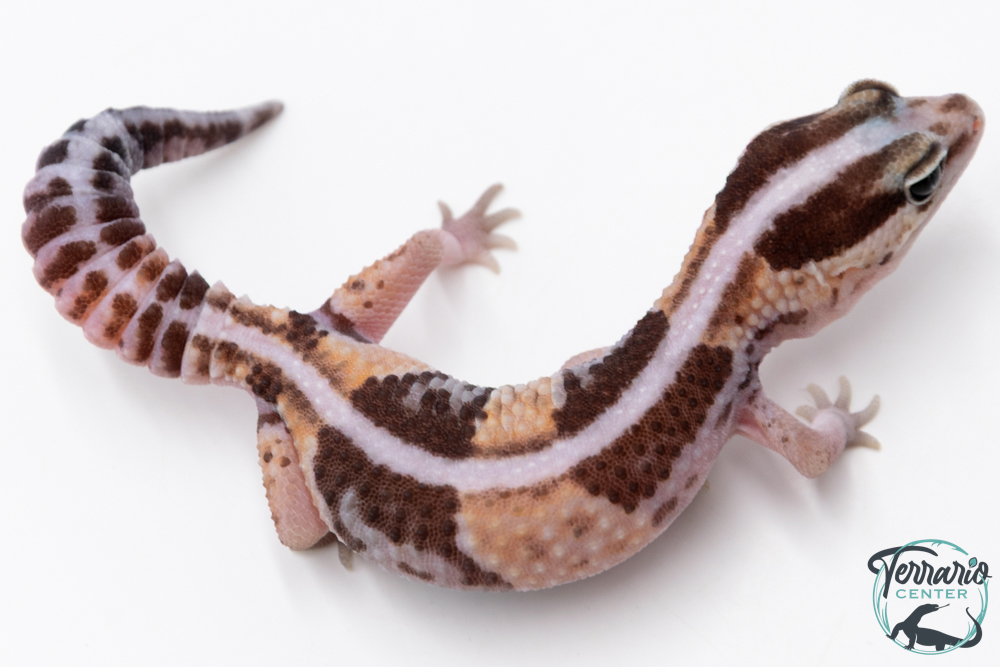 Hemitheconyx caudicinctus - Gecko à queue grasse - Femelle &#9792; A2