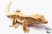 Correlophus ciliatus - Gecko à crête - NC 2025 -  38B