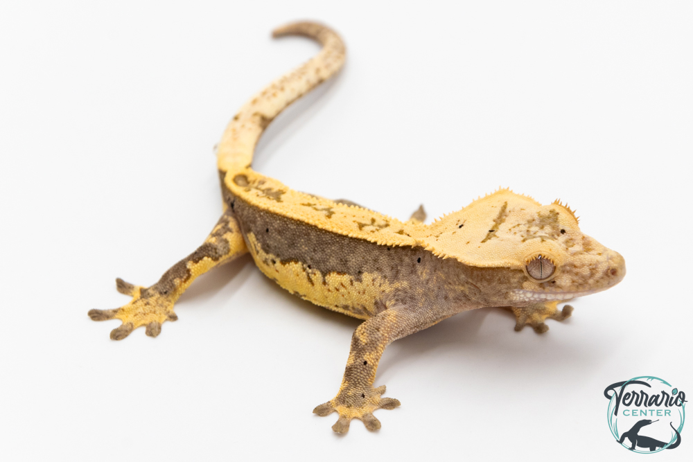 Correlophus ciliatus - Gecko à crête - NC 2025 - 40