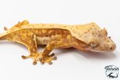 Correlophus ciliatus - Gecko à crête - NC 2025 -  45