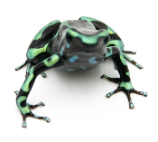 Dendrobates auratus - Dendrobate doré Colon