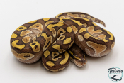 Python royal - Python regius Butter Yellow Belly