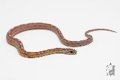 Serpent des blés - Pantherophis guttatus Pastel Motley