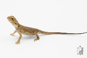 Pogona vitticeps - Agame barbu - Witblits - Juvénile