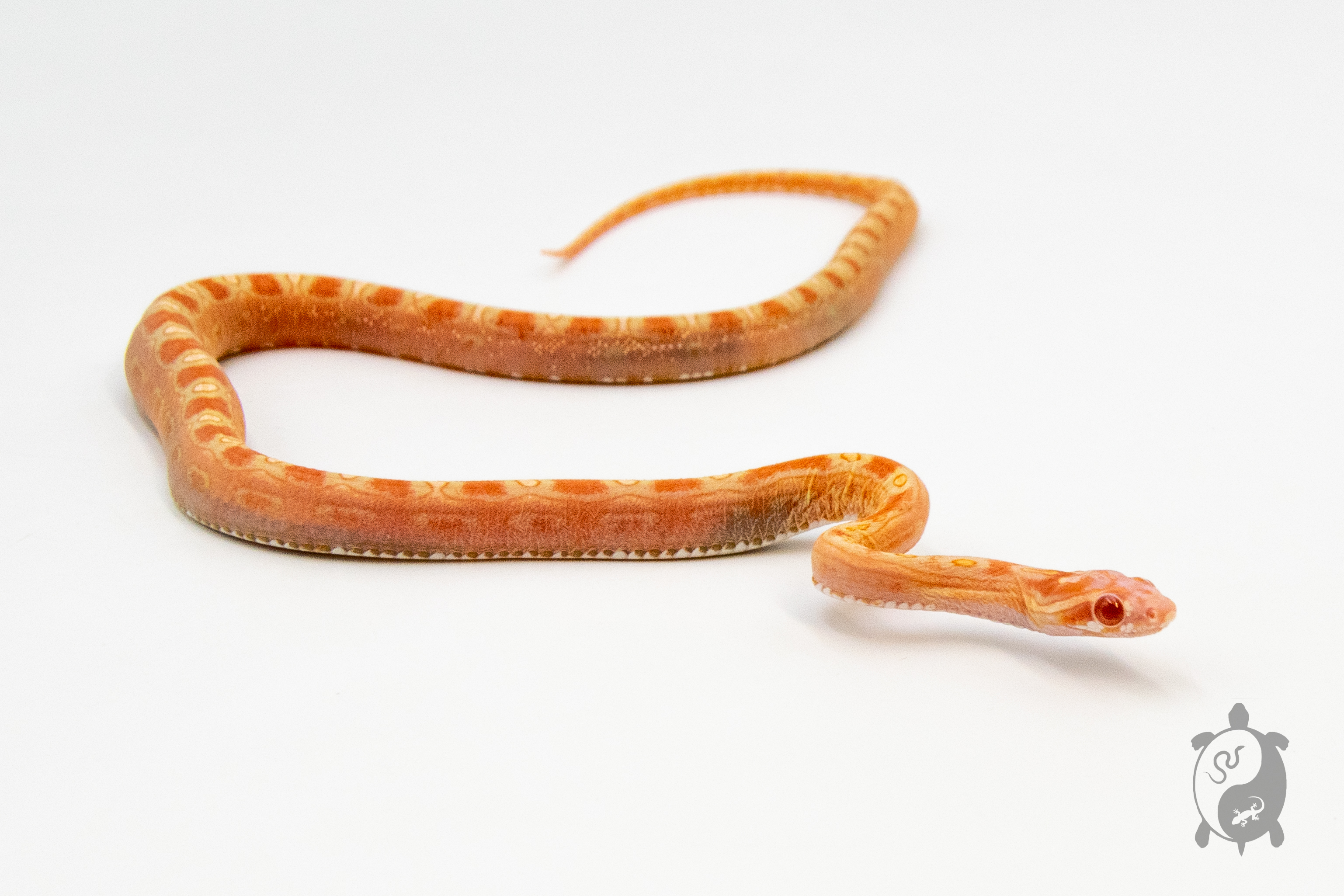 Serpent des blés - Pantherophis guttatus Candy Cane Motley Scaleless