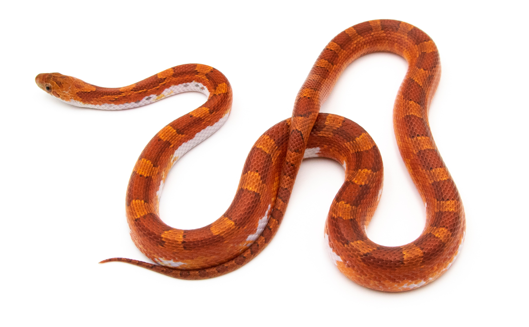 Serpent des blés - Pantherophis guttatus Blood piedside