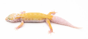 EM20 - Gecko Léopard - Eublepharis Macularius Tremper Murphy - non sexé - NC 2022