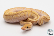 Python royal - Python regius Banana Butter Pinstripe