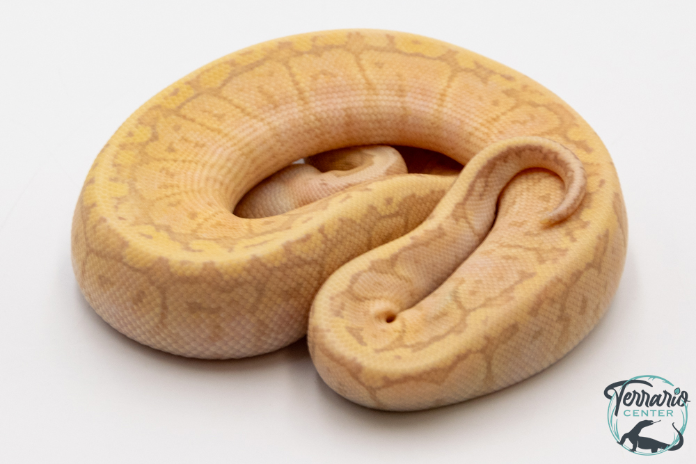 Python royal - Python regius Banana Lemon Blast