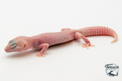 EM72 - Gecko Léopard - Eublepharis Macularius Blizzard - Femelle