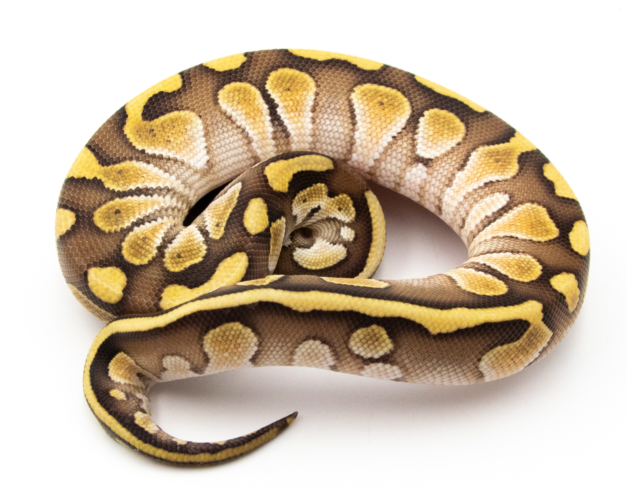 Python royal - Python regius Butter