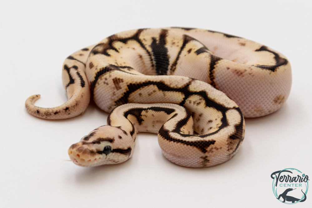 Python royal - Python regius Bumblebee Yellow Belly Sugar