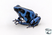 Dendrobates auratus - Dendrobate doré Blue Kalobre