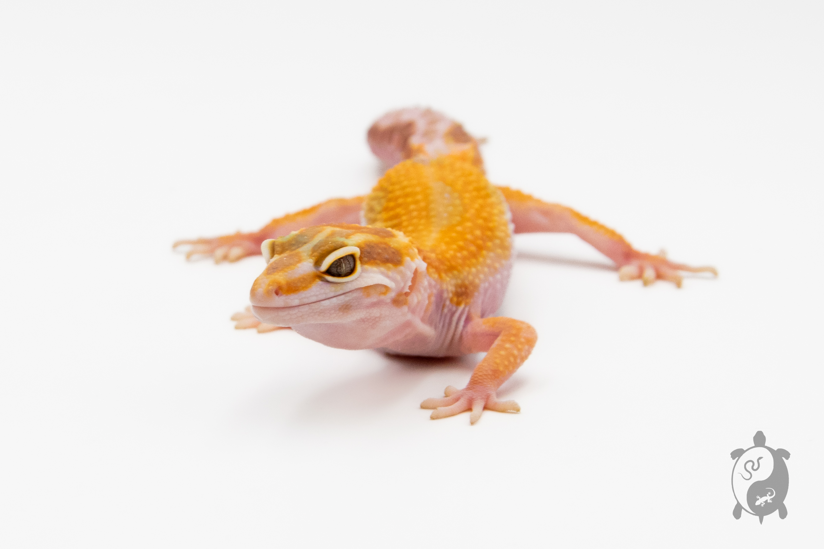 EM42 - Gecko Léopard - Eublepharis Macularius Tremper - NC - 