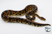 Python royal - Python regius Mahogany Pastel  - Adulte