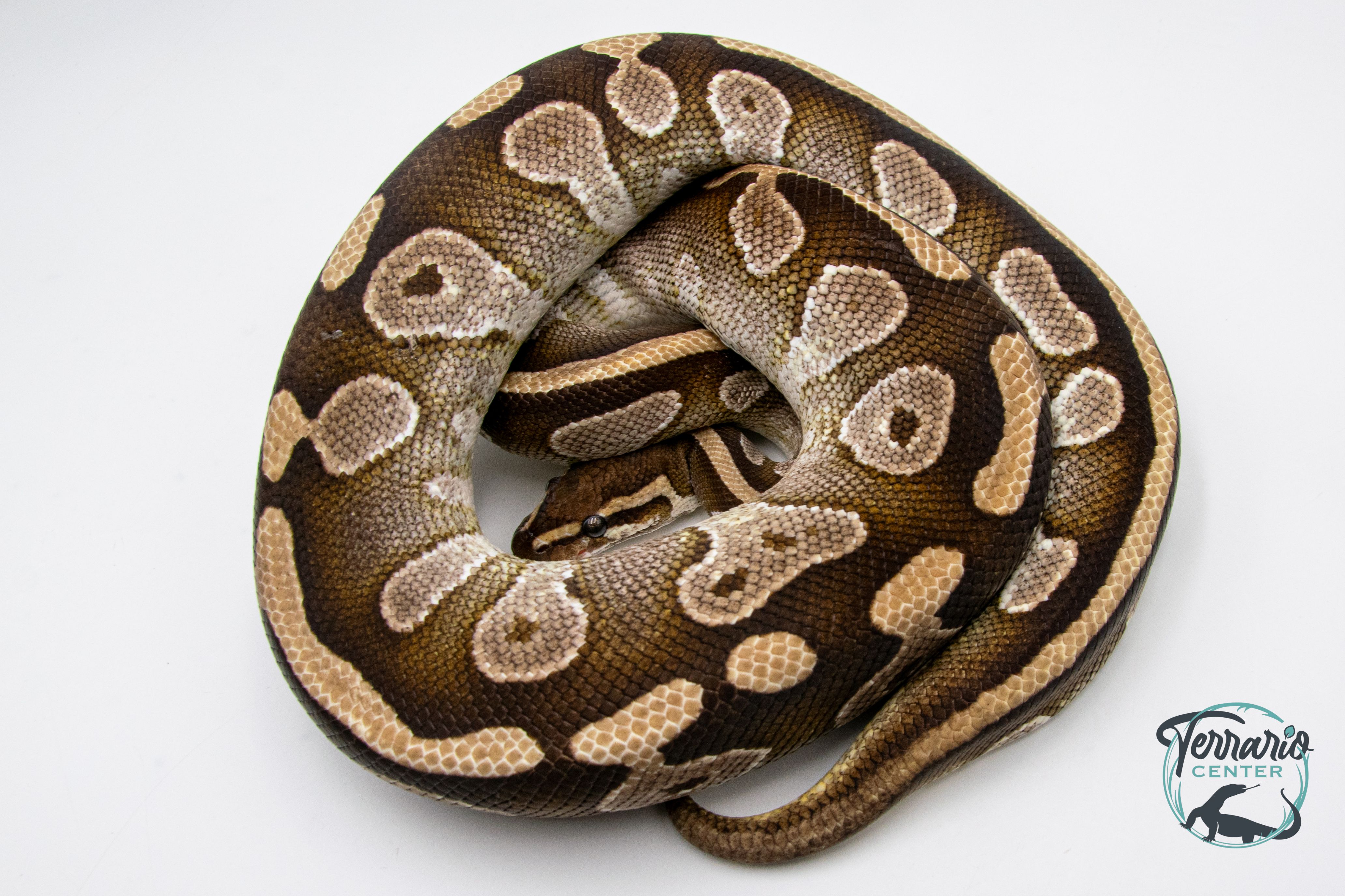 Python royal - Python regius Mojave - Adulte