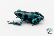 Dendrobates auratus - Dendrobate doré El Copé