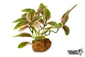 Tradescantia Rose sur Pied - 10 cm