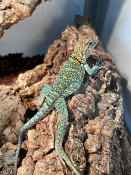 Crotaphytus collaris collaris Wichita Mountains - Lézard à collier 