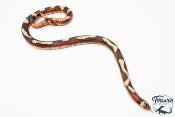 Lampropeltis triangulum sinaloae - Faux-corail du Sinaloa