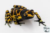 Dendrobates leucomelas - Rainette jaguar