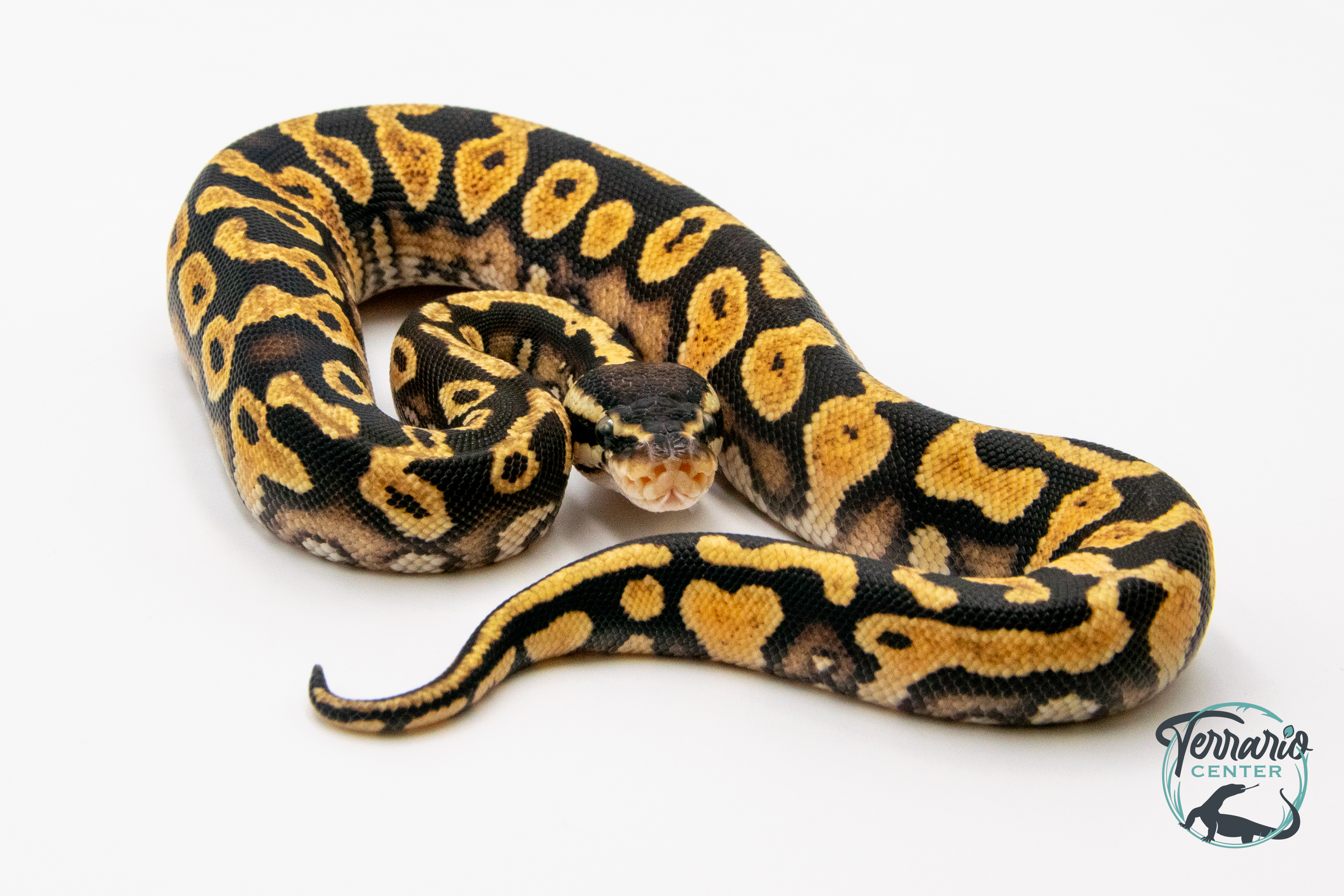 Python royal - Python regius Pastel Yellow Belly