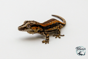 Rhacodactylus auriculatus - Gecko gargouille - 12 - NCUE - PH2024040917331449