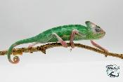 Chamaeleo calyptratus Piebald - Caméléon casqué du Yemen