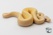 Python royal - Python regius Killer Spinner Yellow Belly