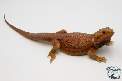 Pogona vitticeps - Agame barbu - Super trans hypo cawley red
