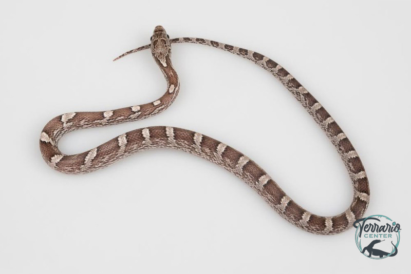 Serpent des blés - Pantherophis guttatus pewter
