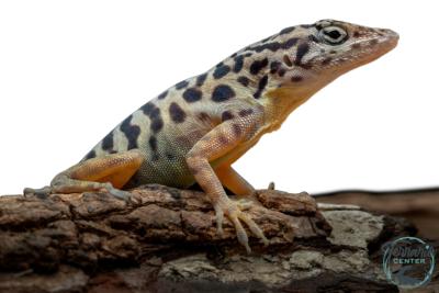 Anolis sabanus - Anolis de Saba