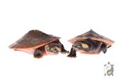 Emydura subglobosa - Emyde à ventre rouge 5-6cm